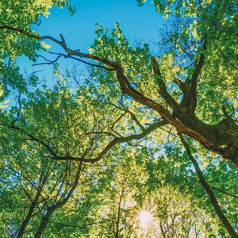 Sunlight through maintained tree canopy