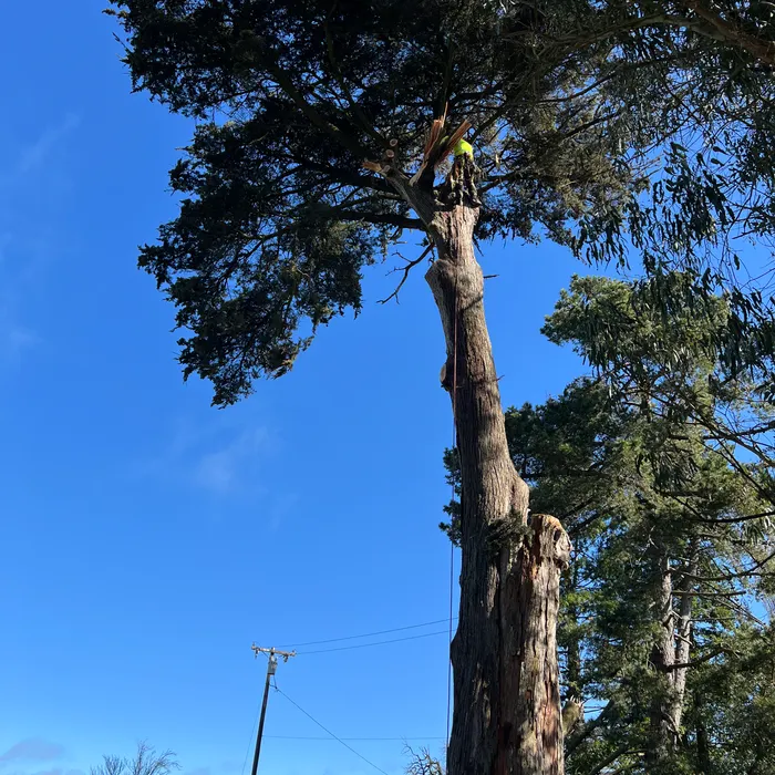Detail of precise tree trimming