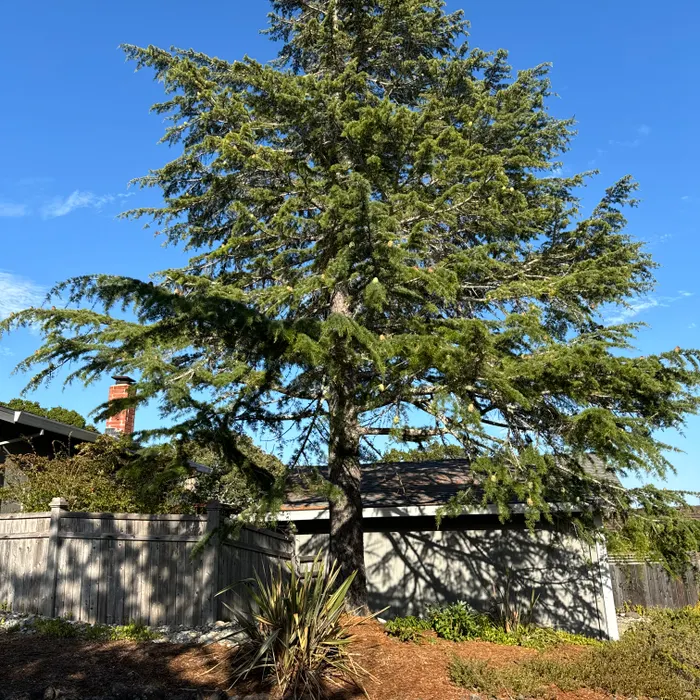 Team chipping branches curbside