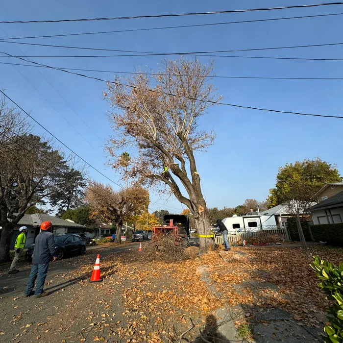 Residential tree removal underway