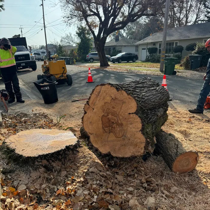 Crew hauling away logs