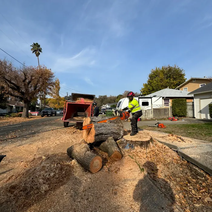 Sunlight through trimmed branches