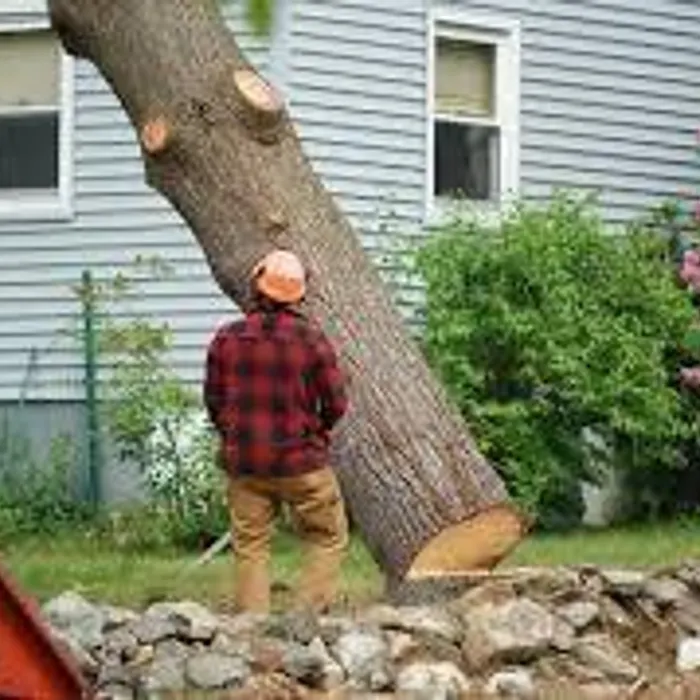Arborist trimming branches from bucket truck