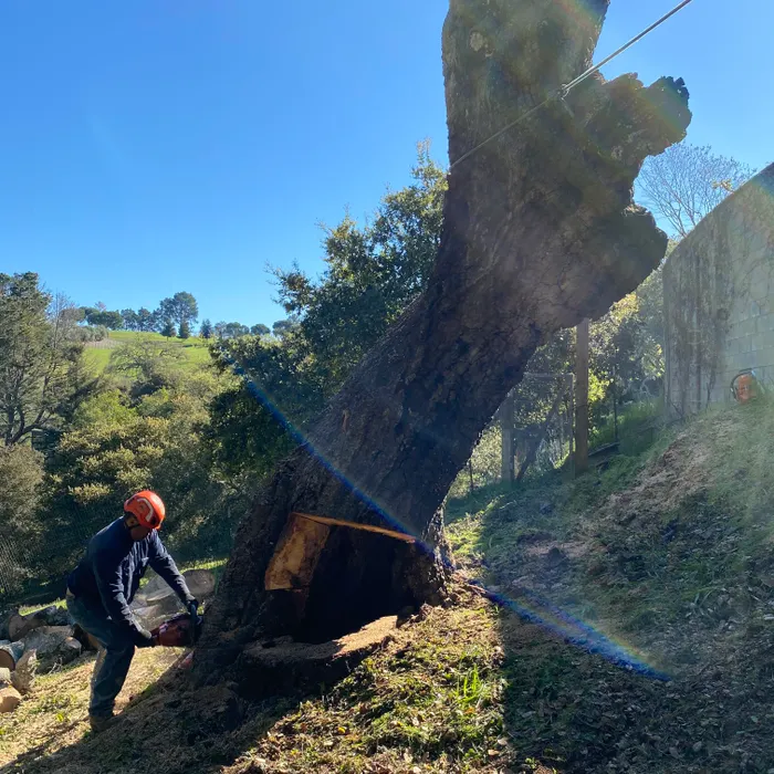 Rigging lines securing a tree during removal