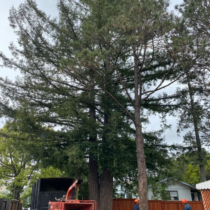 Before and after of tree trimming project