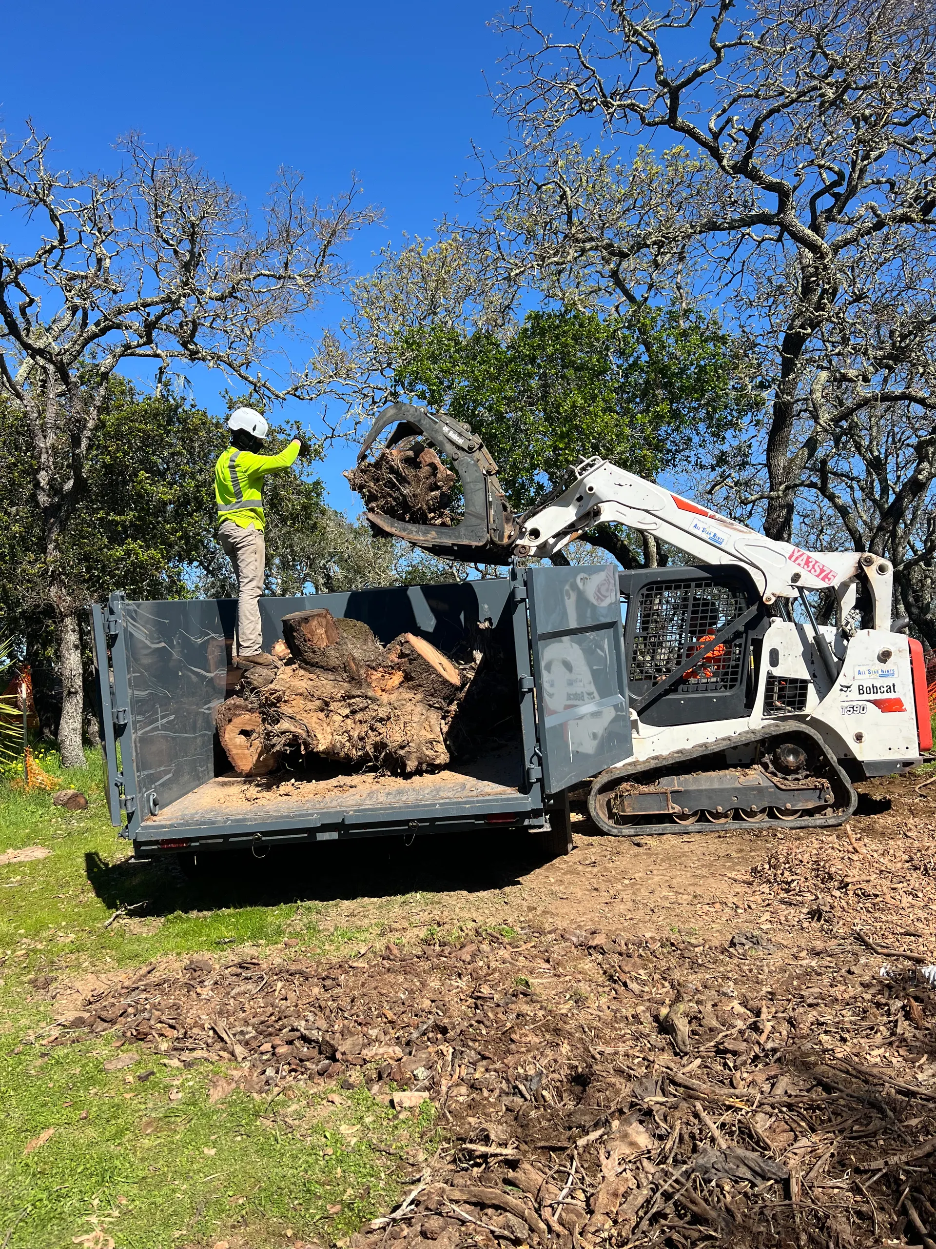 Cleared lot after tree removal