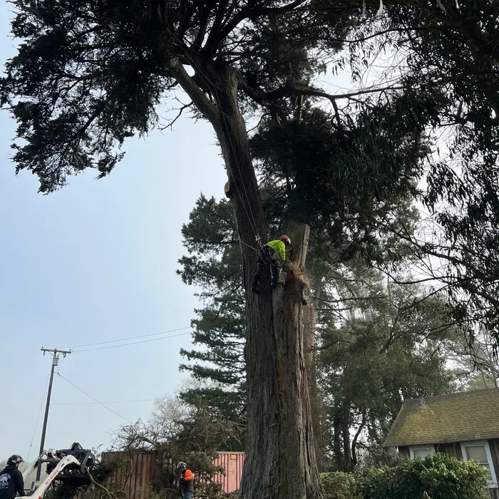 Emergency storm response clearing fallen tree