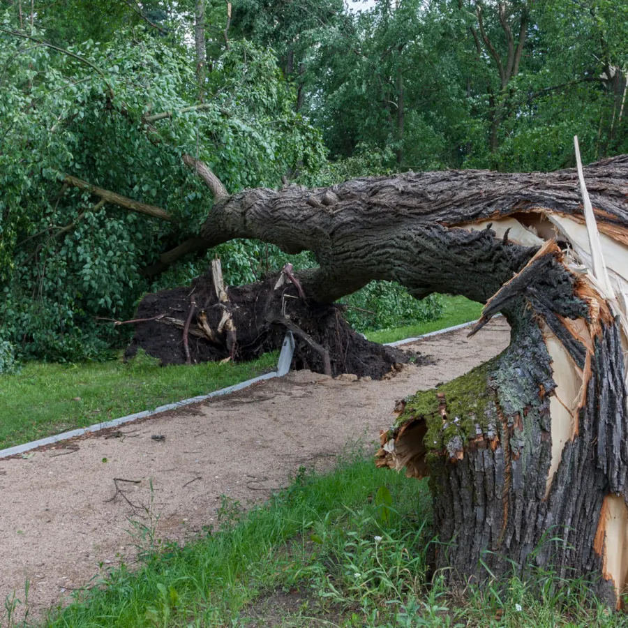 Crew clearing fallen storm damaged tree