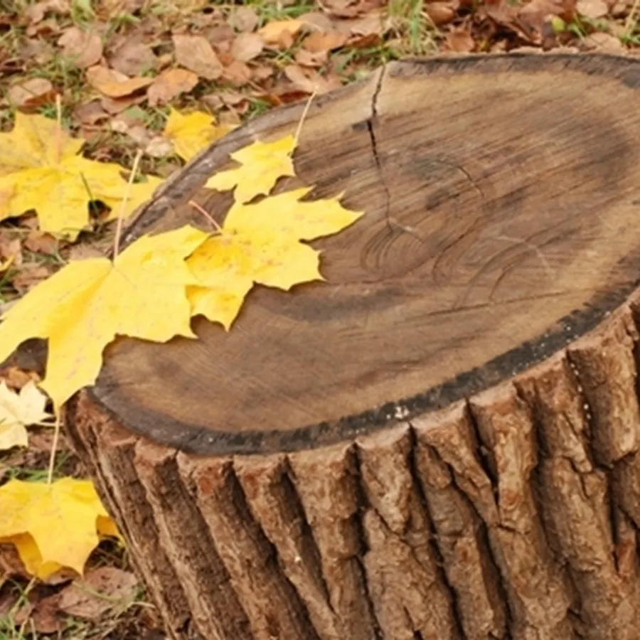 Tree stump after removal