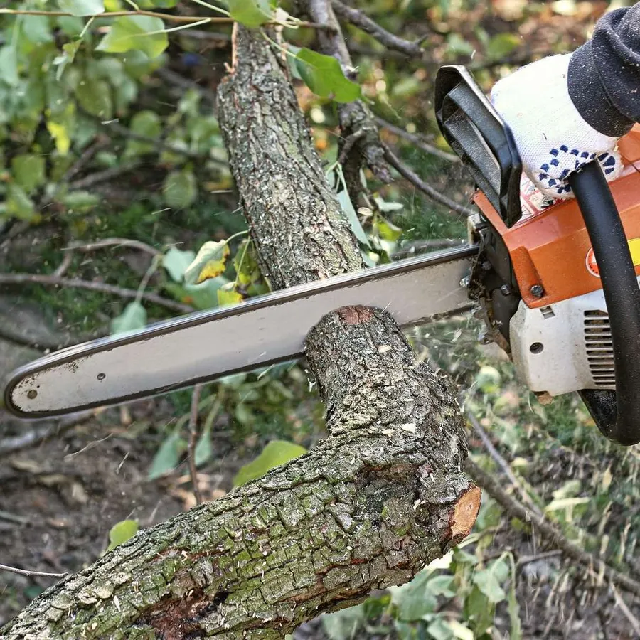 Arborist trimming a tree with chainsaw